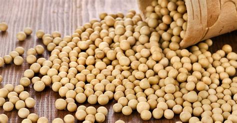 International Soy Conclave From October 7