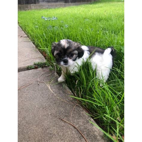 Get advice from breed experts and make a safe choice. 6 Shih Tzu puppies available for sale in Sacramento ...