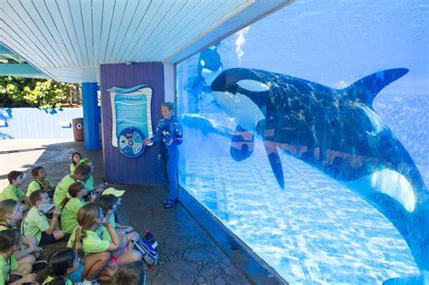 Seaworld Camps Make A Splash This Summer On The Go In Mco