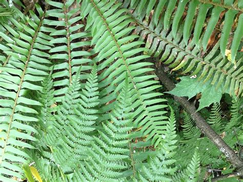 Facts About Ferns And The Western Sword Fern In British Columbia