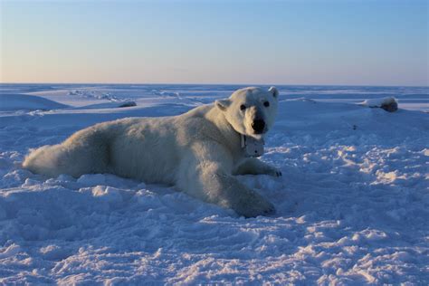 Polar Bear Collar Image Eurekalert Science News Releases