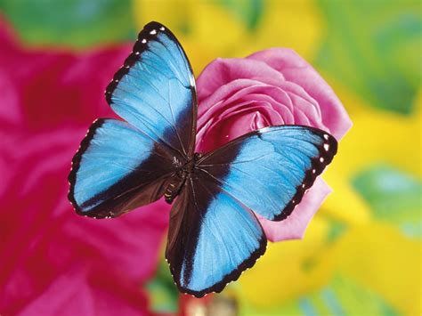 All Pictures Beautiful Butterflies On Flowers