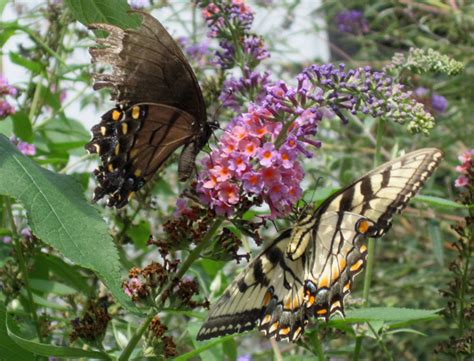 Bug Of The Month September Tiger Swallowtails Including Dark