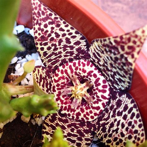 Stapelia Cacti And Succulents Succulents And Cacti Cactus