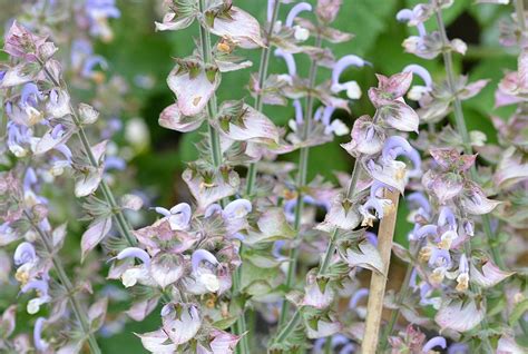 clary salvia sclarea growing guides
