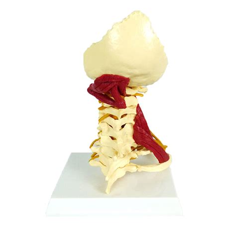 Buy BJH Human Cervical Vertebra Model Life Size Carotid Artery Anatomy Flexible Spine Model