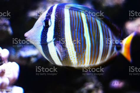 Striped Tropical Fish Stock Photo Download Image Now Angelfish