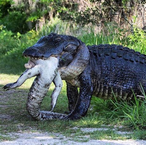 Massive Alligator Eats Smaller Gator Natureismetal Animals