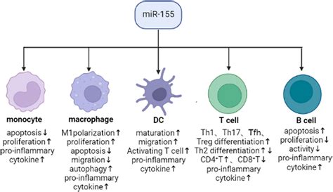 role of mir 155 in immune cells mir 155 regulates production of download scientific diagram