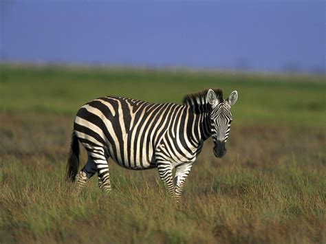 Zebra Wallpaper Animals Town
