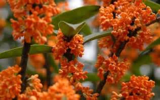 Maybe you would like to learn more about one of these? Buy Orange Tea Olive, Best Prices - Wilson Bros Gardens ...