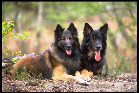 Rules Of The Jungle German Shepherd Dogs