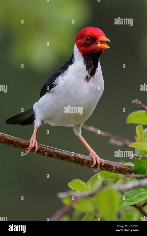 Yellow Billed Cardinal Paroaria Capitata Perched On A Branch In The