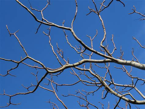 1000 Great Tree Branches Photos · Pexels · Free Stock Photos