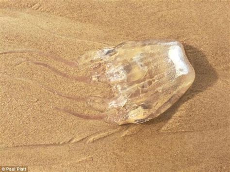 Deadly Jellyfish Washes Ashore On Queenslands Sunshine Coast Daily