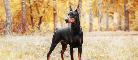 We pair doberman pinscher breeders with people like you! Doberman Pinscher Puppies For Sale | Greenfield Puppies