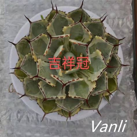 China 2022 High Quality Bonsai Plant Natural Plant Agave The Best