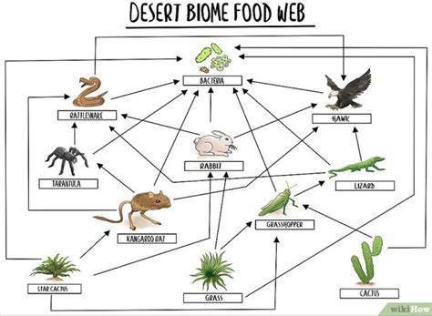 Food Web Diagram Template
