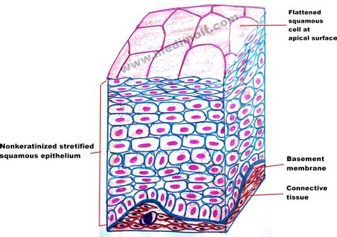 What Is Epithelial Tissue Different Types Of Structure Location And Function Medimolt