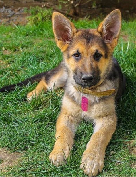 When Do German Shepherd Puppy Ears Stand Up Dog Discoveries