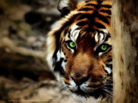 Beautiful Tiger Wallpaper Eyes Wallpaper Large Cats Big Cats