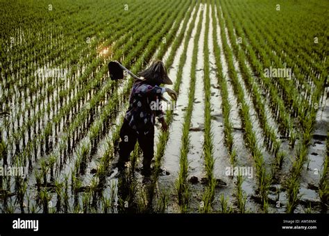 Farmer In Rice Field Taiwan Stock Photo Alamy