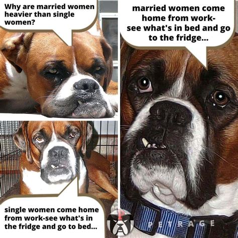 Sarcastic Boxer Dog Whats In The Fridge Meme Petrage