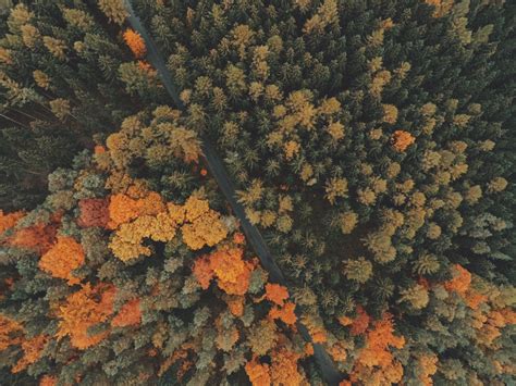 1920x10802019410 Forest Trees Top View 1920x10802019410 Resolution