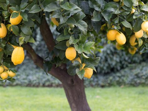 How To Grow A Lemon Tree In The Home Garden Gardening Know How