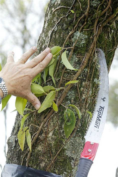 Plantas Parasitas De árvores