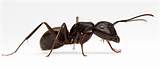 Images of Large Carpenter Ants In House