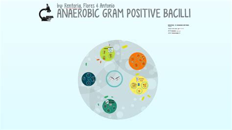 Anaerobic Gram Positive Bacilli By Myles Rentoria