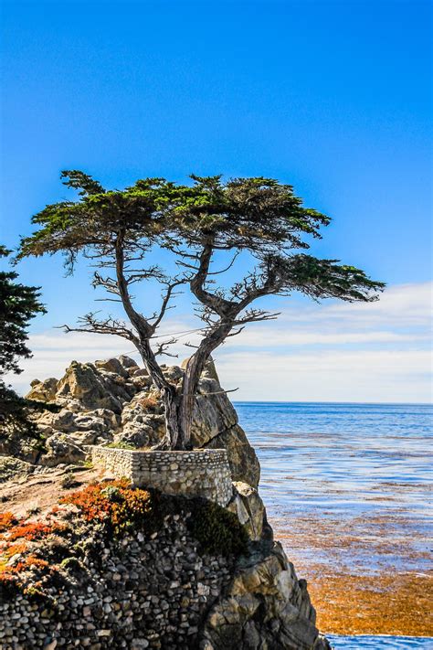 Famous Cypress Tree California Tree Clipart Free