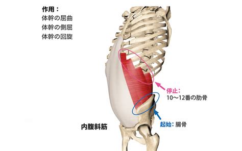 Back muscles are divided into two parts: 腰の筋肉の名前と働き【トレーナーが覚えておくべき情報も合わせて解説】 | Sharezパーソナルトレーナー養成スクール