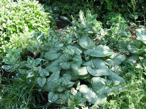 Brunnera Macrophylla Jack Frost Kaukasisch Vergeet Mij Nietje