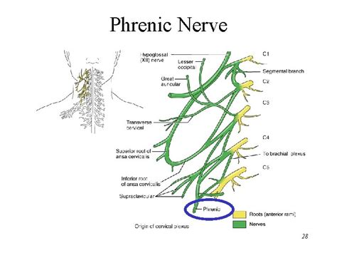 Chapter 13 The Spinal Cord Spinal Nerves Together