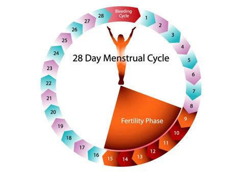 counting the days of your menstrual cycle archives plan b wellness