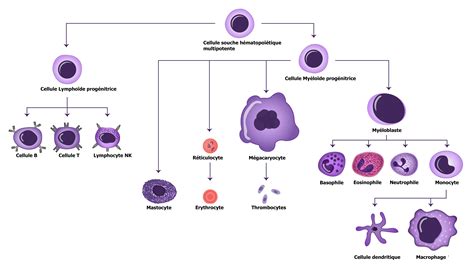 Vue Générale Des Cellules Du Système Immunitaire Monsystemeimmunitaire