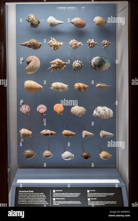 Shell Collection Display Hi Res Stock Photography And Images Alamy