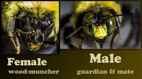 After using the insecticide, plug the hole with a wood dowel coated in carpenter's glue, caulking, or putty. Carpenter Bees Damage Wood by Boring, Male Carpenter Bee ...