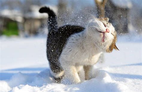 15 Extremely Cute Animals Playing In The Snow For The First Time Viewkick