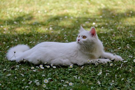 Turkish Angora Cat Breed Information And Characteristics