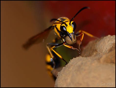 Potter Wasp කුඹලා With A Clay Ball In Its Mouth A Photo On Flickriver