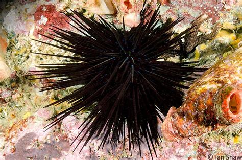 Sea Urchin Echinoidea Sls Beachsafe