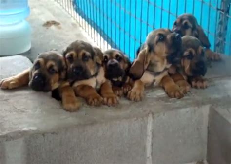 Bloodhound Puppies Howling For Food Is Over The Top Adorable Video