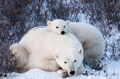 Pin On Bears