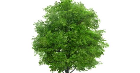 تحميل شجرة بصيغة شفافة Png خلفيات مفرغة للتصميم