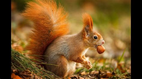 Squirrel Eats Hazelnut Youtube