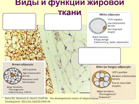 Жировая ткань как эндокринный орган презентация доклад