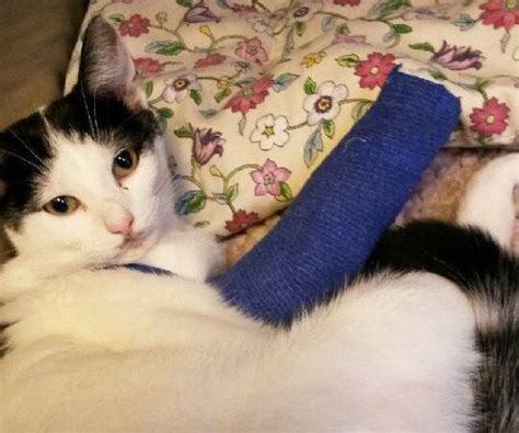 Horny Cat Ends Up With Broken Leg After Jumping Four Storeys To Get